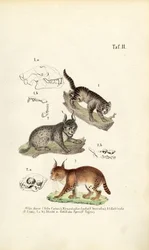 Wilde katten met anatomische details