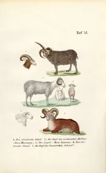 Wilde schapen en hun variëteiten