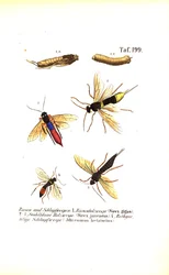 Boswespen en sluipwespen