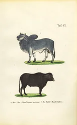Zebu en buffel