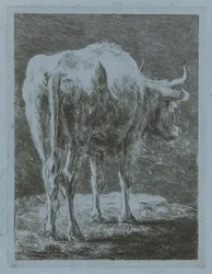 Koe in een landschap