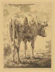 Koe in een landschap