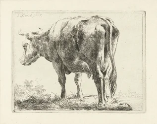 Staande koe