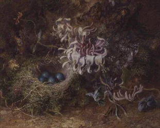 Vogelnest en kamperfoelie
