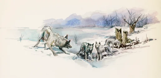 Wolvenroedel, uit Call of the Wild, avonturenroman van Jack London