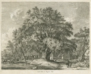 Blithfield - Wych Elm