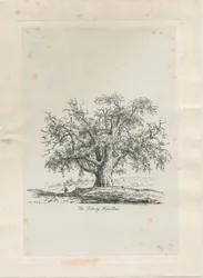 Tutbury - "Wych Elm": gravure, nd [ca. 1820]