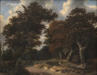 Weg door een Eikenbos