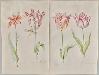 Vier tulpen