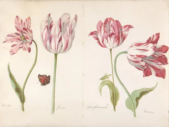 Vier Tulpen: Boter man, Joncker Edelman, Grote geplumaceerde