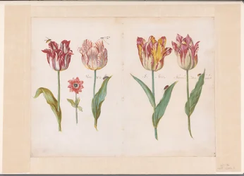 Vier tulpen met insecten en een kleinere bloem
