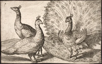 Drie pauwen