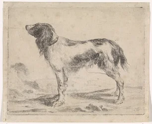 Staande hond