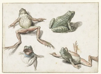 Vier studies van een kikker