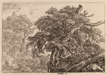 Oude boom