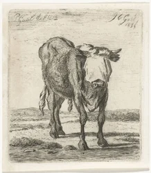 Geblinddoekte stier