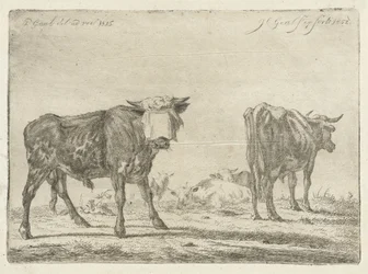 Geblinddoekte stier bij kudde runderen