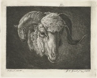 Kop van een ram met kromme horens