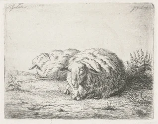 Twee liggende schapen