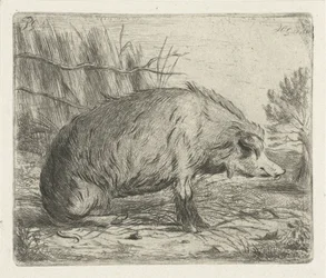 Zittend everzwijn