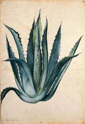 Eeuwplant (Agave americana) door Jacopo Ligozzi