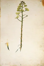 Eeuwplantbloem (Agave americana) door Jacopo Ligozzi
