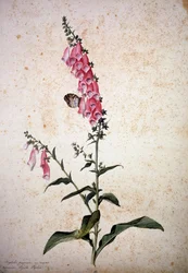 Herbarium: Digitalis purpurea met Papilio paphia