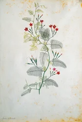 Italië, Quamoclit pennata (cipreswinde), Mexicaanse plant, door Jacopo Ligozzi