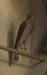 Een sperwer