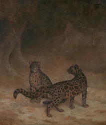 Nevelpanters