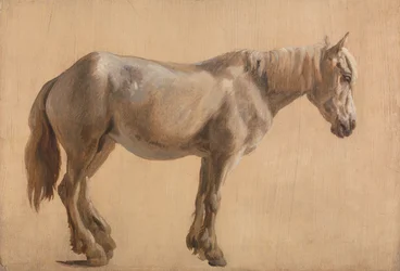 Studie van een Grijs Paard