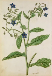 Bernagie: Borago officinalis, c.1568, door J.le Moyne de Morgue (c.1530-88)