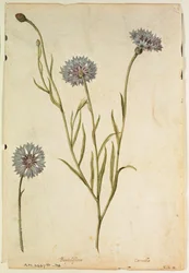 Korenbloem: Centaurea cyanus, c.1568, door J.le Moyne de Morgues (c.1530-88)