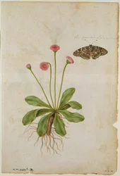 Madeliefje: en Painted Lady Butterfly, ca.1568, door J.le Moyne de Morgues (ca.1530-88)