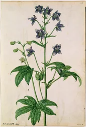 Ridderspoor: Staphisagria (Stavesacre), ca.1568, door J.Le Moyne de Morgues (geb. 1588)