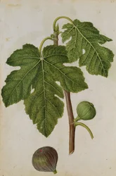 Afb: Ficus, c.1568, door J.le Moyne de Morgues (c.1530-88)
