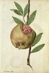 Granaatappel: Punica granatum, c.1568, door J.le Moyne de Morgues (c.1530-88)
