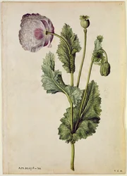 Papaver: Opium (Papaver somniferum), c.1568, door J.le Moyne de Morgues (c.1530-88)