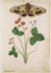 Aardbei: Wilde (Fragaria vesca) en vrouwelijke keizersmot, ca.1568, door J.le Moyne de Morgues (ca.1530-88)