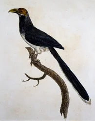 Roodkopmalkoha (Phaenicophaeus pyrrhocephalus)