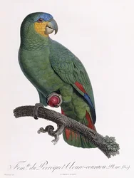 Vrouwtje van de Douro-Couraou papegaai