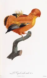 Mannelijke rotshaan