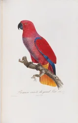 Eerste variëteit van de grote lori, gegraveerd door Langlois, ca. 1801-05