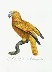 Gele en rode papegaai, ca. 1801-05