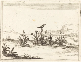 Vogel Zittend op een Distel