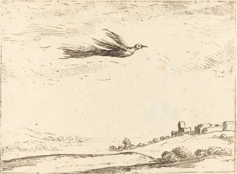 Paradijsvogel