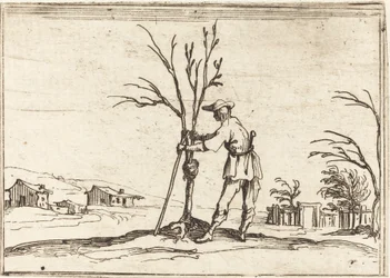 Tuinman die een boom snoeit