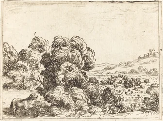 Schaap Roept Lam