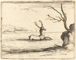 Hert in het Water