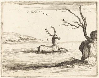 Hert in het water
